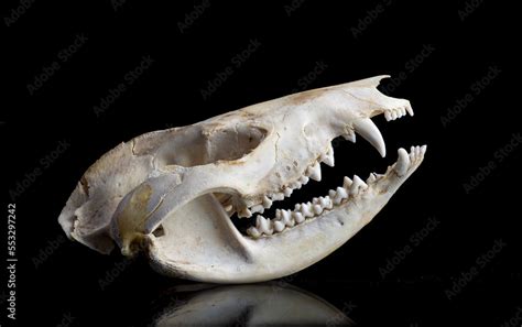 Skull of Virginia opossum (Didelphis virginiana) showing large number ...