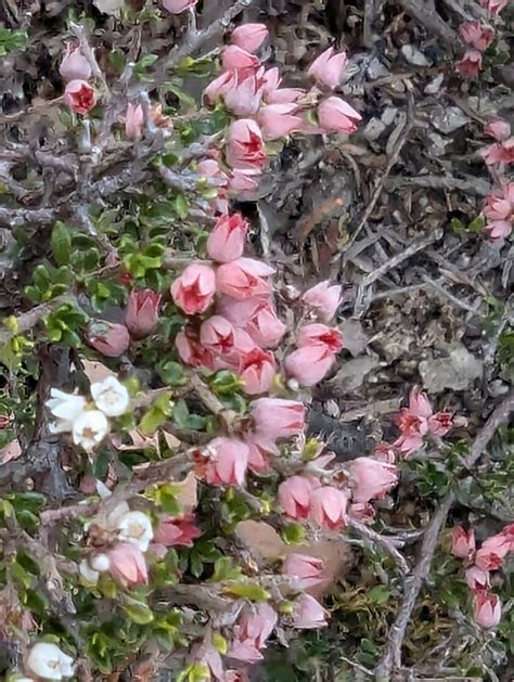 Bitter Cryptandra From Blue Mountains Nsw Australia On July