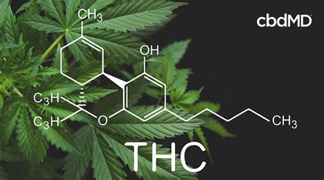 CBD vs THC La guía completa del cannabis cbdmd cbdMD