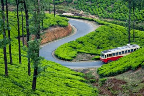 Top 3 Places In Kerala Famous For Their Picturesque Tea Plantations