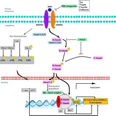 Bmps Signaling Pathway Bmp Ligands Bind Bmp Receptors Bmpri And Download Scientific Diagram