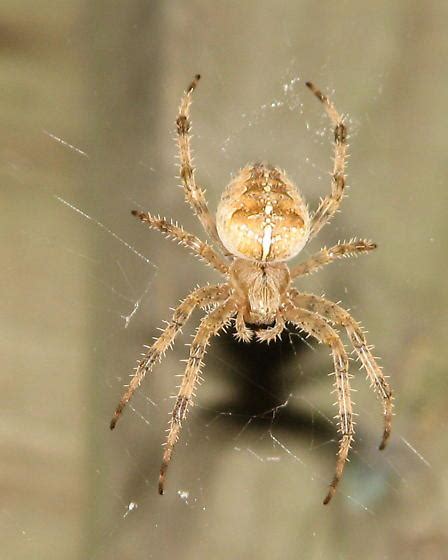 List 100 Pictures Pictures Of Spiders In Wisconsin Superb