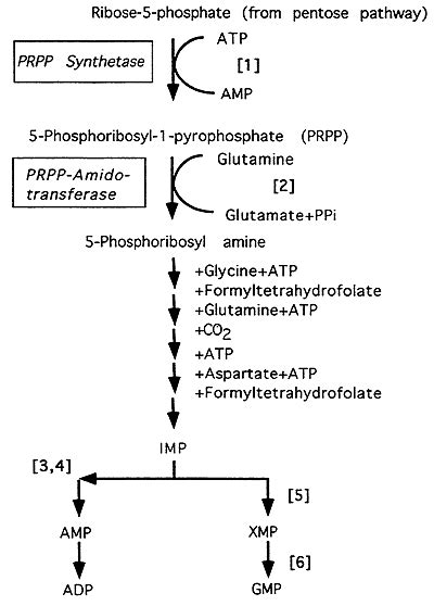 Purine Metabolism