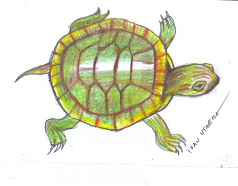 Tortuga En Lapices De Colores Lapices De Colores Dibujos A Lapiz