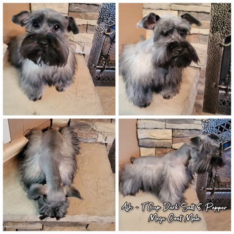 Dams Sires Heart Heart T Cup Toy Schnauzers