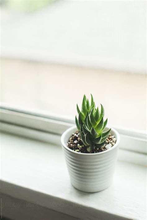 "Small Succulent Plant On Window Sill" by Stocksy Contributor "Evan ...