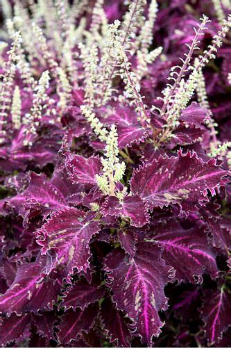 Coleus ‘crimson Velvet Tall Sun Loving Plants Plants Container