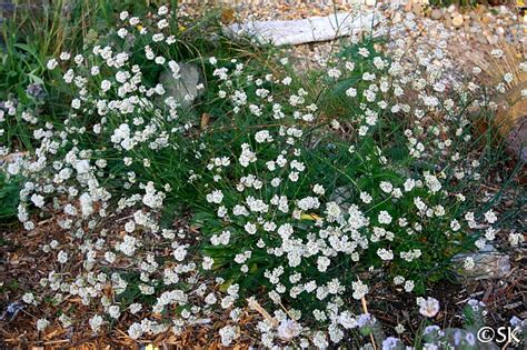 Eriogonum nudum | California Flora Nursery