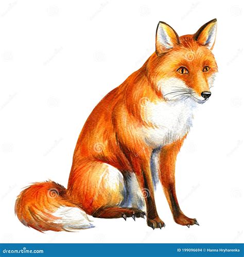 Cut Fox Watercolor Illustration. Hand Drawing Animal Stock Illustration ...