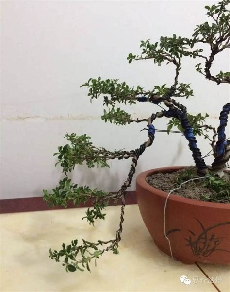 图解 三杆金边六月雪盆景怎么蟠扎的方法 Penjing8