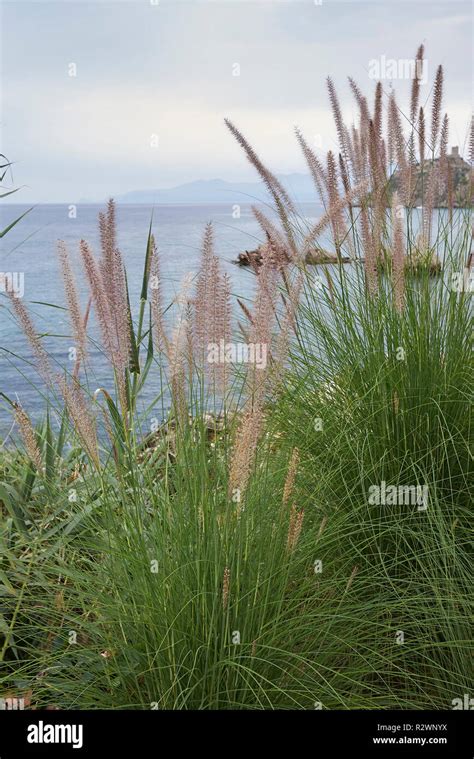 Crimson Fountaingrass Pennisetum Hi Res Stock Photography And Images