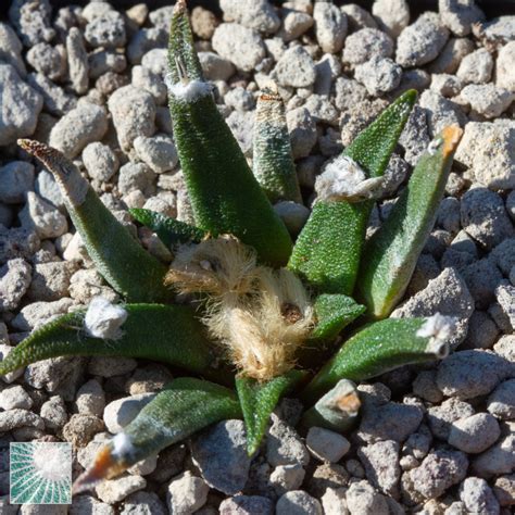 Ariocarpus Agavoides Esemplare Cod In Vendita Vivaio