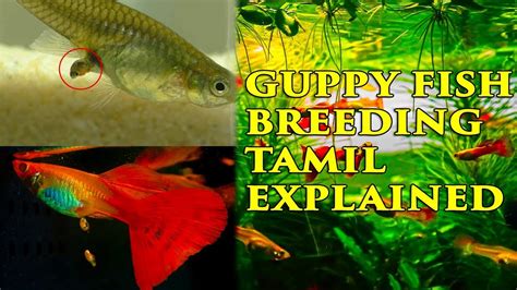 Guppy Fish Breeding In Home தமிழ் Explained Simple And Easy Youtube