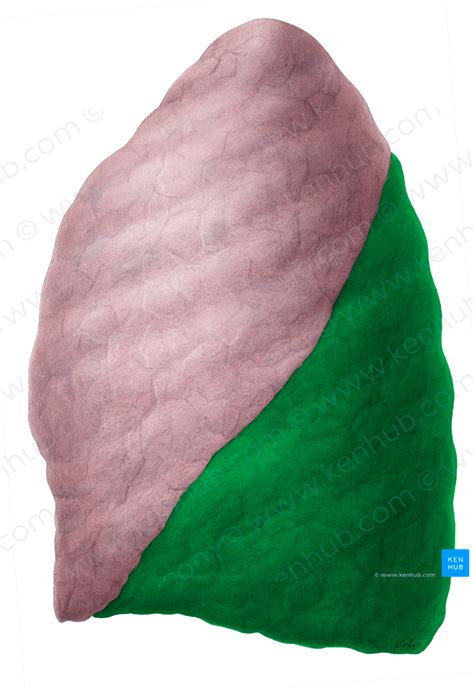 Inferior Lobe Of Left Lung 4817 Kenhub Image License Store