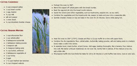 Cattail Recipes | Food medicine, Herbalism, Stuffed mushrooms