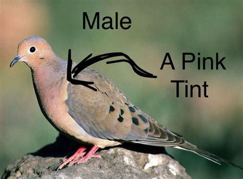 How To Tell The Gender Of A Mourning Dove Bird Watching🐦 Amino