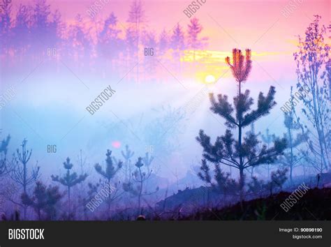 Beautiful Foggy Forest Background Find And Download Free Graphic