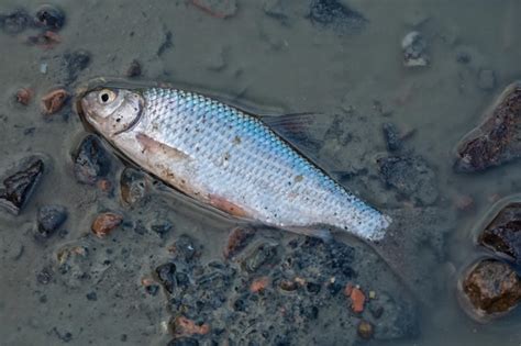 Un Pez Muerto En El Fondo Del Estanque Foto Premium