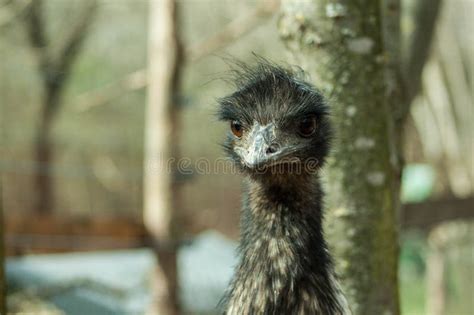 Curious big bird emu stock photo. Image of curious, bulgaria - 272303864