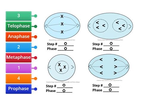 TCS Phases of Mitosis - Labelled diagram