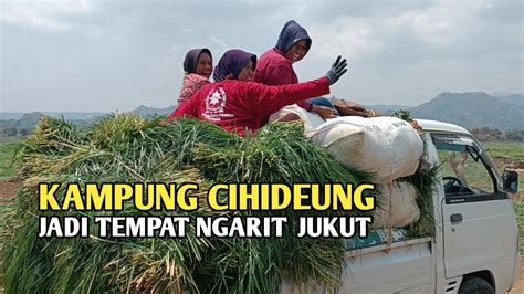 Waduk Jatigede Surut Ii Hamparan Rumput Tumbuh Subur Di Lokasi Genangan