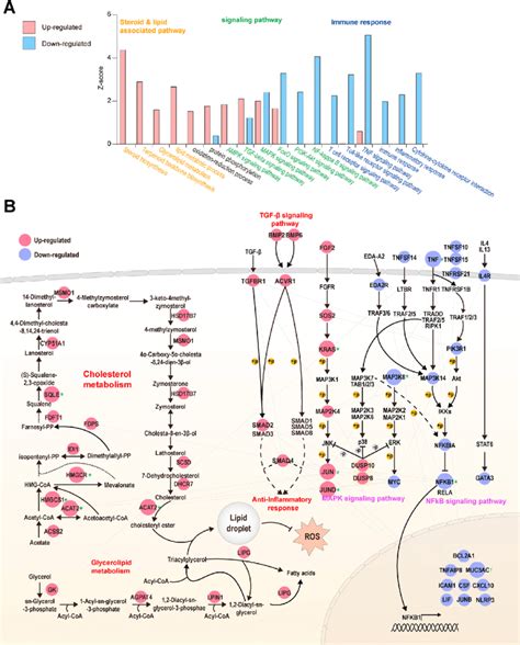 Systematic Exploration Of Resolution Associated Signaling Pathways