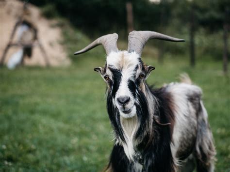 16 Different Breed of Goats and Everything You Need to Know - The Happy ...