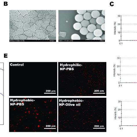 Silica Nanoparticle Np Synthesis Surface Modification And