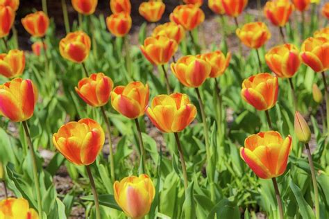 Tiptoe Through The Tulips Photograph By Bob Cuthbert Fine Art America