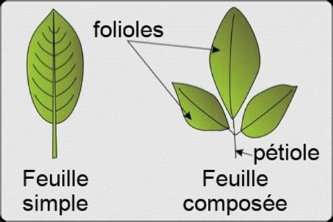 Diff Rents Types De Feuilles Sch Mas Classification Et Images