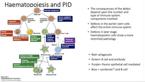 Immunodeficiencies Flashcards Quizlet