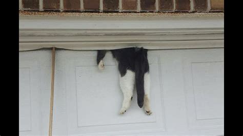 Cat Survives Being Stuck In Garage Door Cbs8