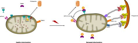 Mitochondrial Turnover And Homeostasis In Ageing And Neurodegeneration