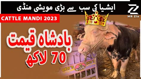 Cattle Mandi 2023 Bakra Eid Special Cow Mandi Nadran Bypass