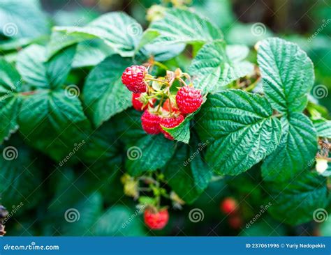 Folhas Verdes E Framboesas Maduras Amadurecem Em Pomar Foto De Stock