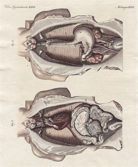 Verm Gegenstaende XXXII 1 geöffnete Brust und Bauchhöhle