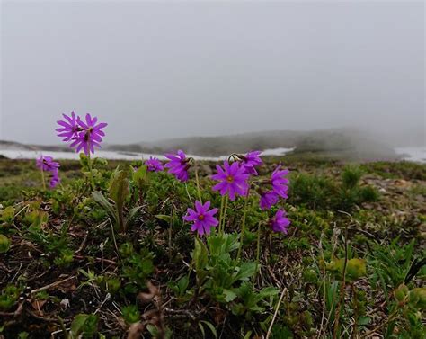 大雪山旭岳で咲く高山植物 Daisetsuzan Asahidake Ropeway