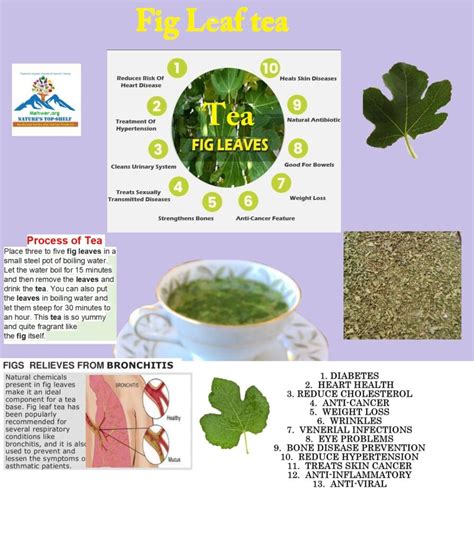 fig leaf tea  herb store mehwerteas