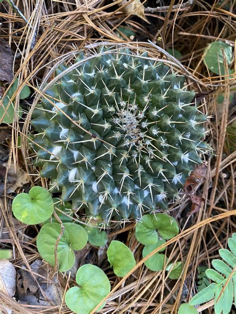 Mexican pincushion cactus from Reserva de la Biósfera El Cielo Jaumave