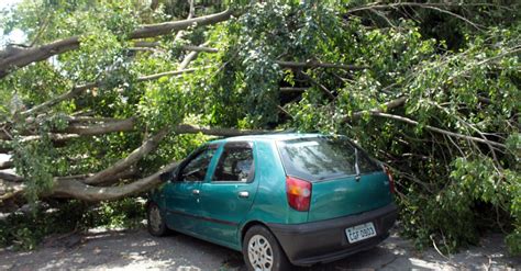 Chuva derruba árvores e causa transtornos em São Paulo Fotos UOL