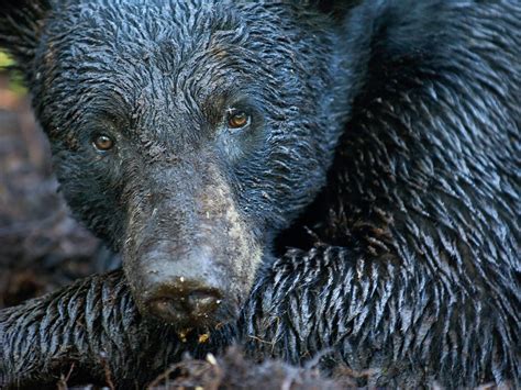 Worlds Biggest Bear Species