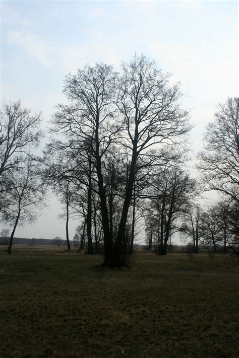 Gratis Afbeeldingen Dorp Weide Veld Boom Natuurlijk Landschap