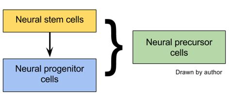 Calling A Blossom An Orange Neural Stem Cells And Progenitor Cells