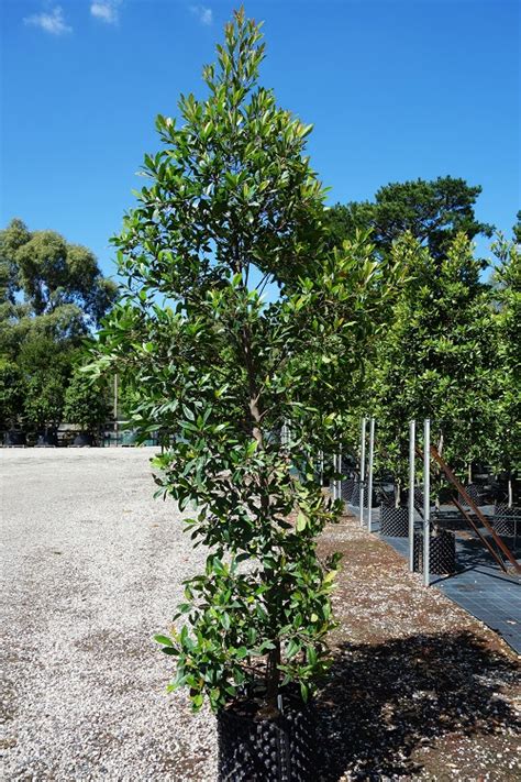 Elaeocarpus Reticulatus Prima Donna Wholesale Nursery Melbourne