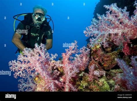 Older Diver Looking At Soft Coral Dendronephthya Pacific Ocean Yap