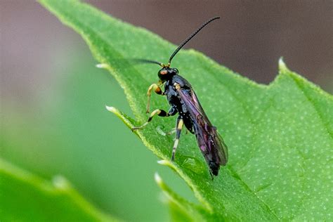 Metopiinae from Cantón Baños Ecuador on September 14 2023 at 10 26 AM