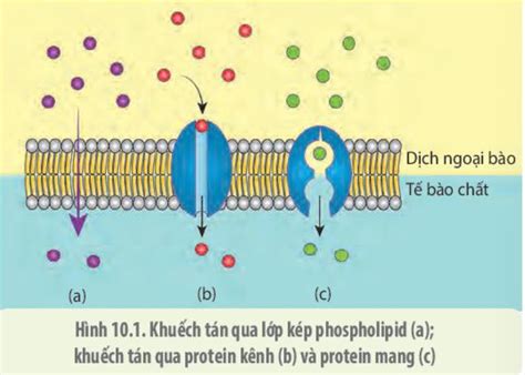 Đặc điểm khác nhau giữa sự khuếch tán và sự thẩm thấu