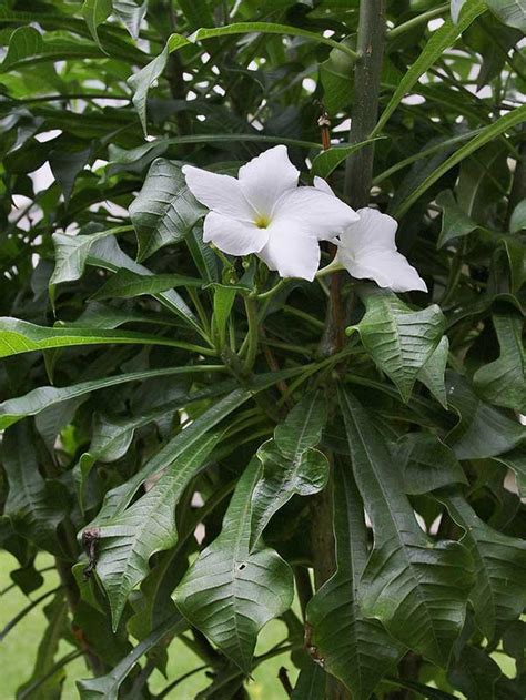 Jasmim Do Caribe Fotos Como Cultivar Plumeria Pudica