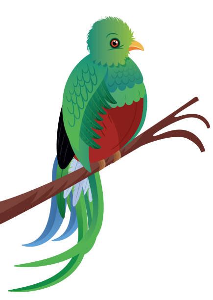 Resplendent Quetzal Illustrations Royalty Free Vector Graphics And Clip