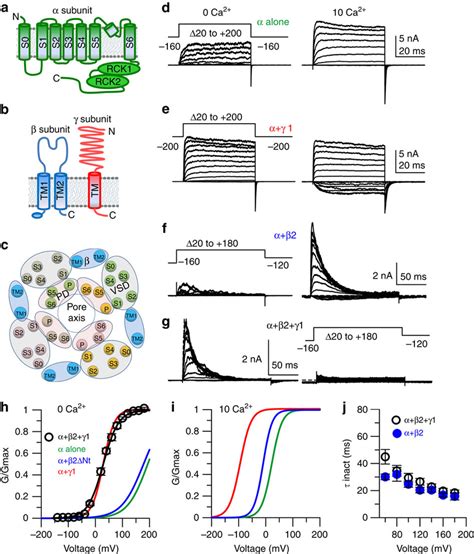 Coexpression Of Subunits Results In All Bk Channels Containing